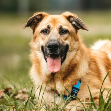 Собаки в добрые руки - Корж - 1