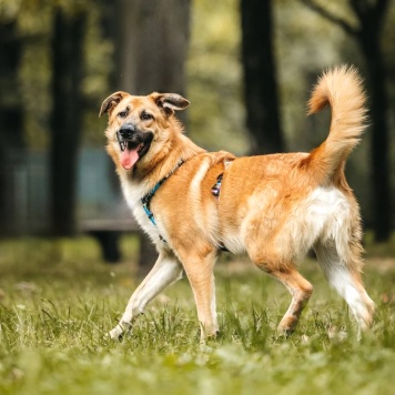 Собаки в добрые руки - Корж - 2