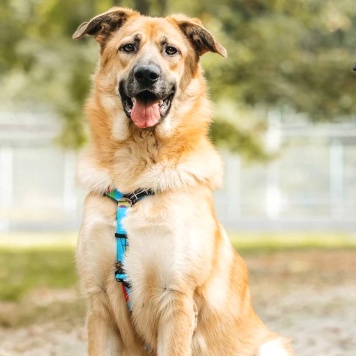 Собаки в добрые руки - Корж - 3