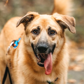 Собаки в добрые руки - Корж - 4