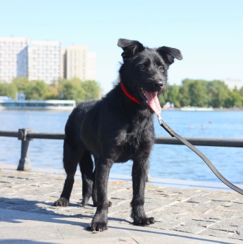 Собаки в добрые руки - Маус - 1