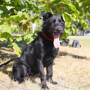 Собаки в добрые руки - Маус - 2
