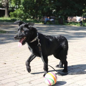 Собаки в добрые руки - Маус - 3