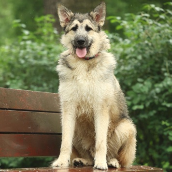 Собаки в добрые руки - Еник