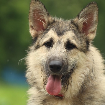 Собаки в добрые руки - Еник - 1