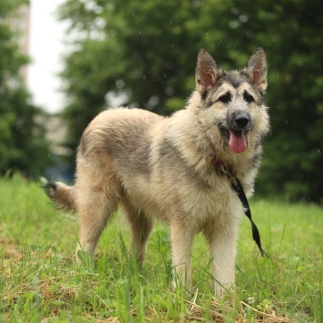 Собаки в добрые руки - Еник - 2