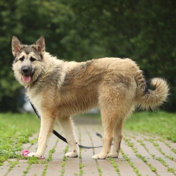 Собаки в добрые руки - Еник - 3