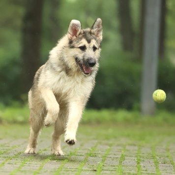 Собаки в добрые руки - Еник - 4