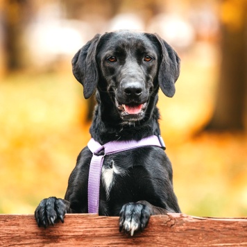 Дельфина - Собаки в добрые руки