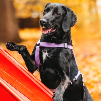 Собаки в добрые руки - Дельфина - 1