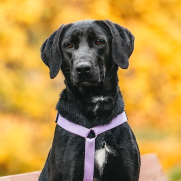 Собаки в добрые руки - Дельфина - 2