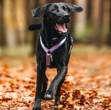 Собаки в добрые руки - Дельфина - 3