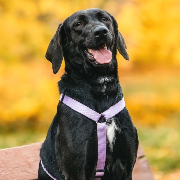 Собаки в добрые руки - Дельфина - 4