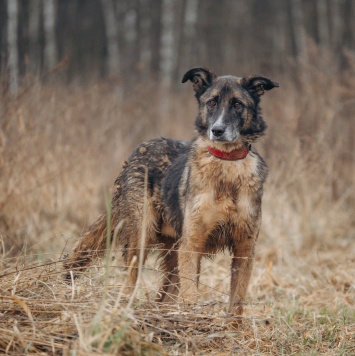 Собаки в добрые руки - Данлар - 4