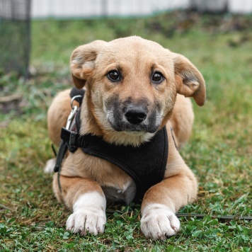 Алиса - Собаки в добрые руки