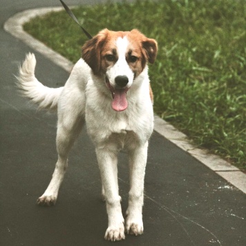 Буся - Собаки в добрые руки