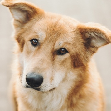 Яша - Собаки в добрые руки