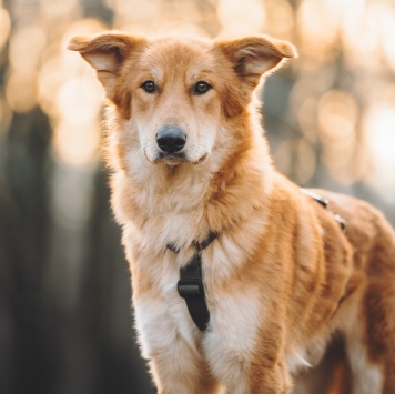Собаки в добрые руки - Яша - 1