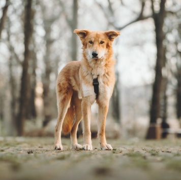 Собаки в добрые руки - Яша - 2