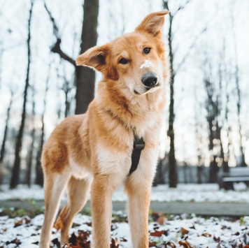 Собаки в добрые руки - Яша - 4