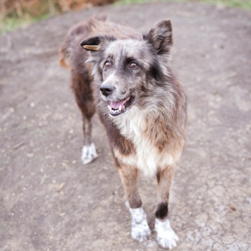 Собаки в добрые руки - Агата - 3
