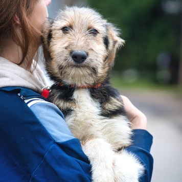 Собаки в добрые руки - Ева