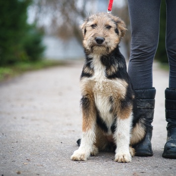 Собаки в добрые руки - Ева - 1