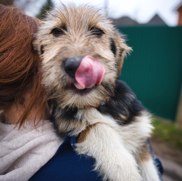 Собаки в добрые руки - Ева - 2