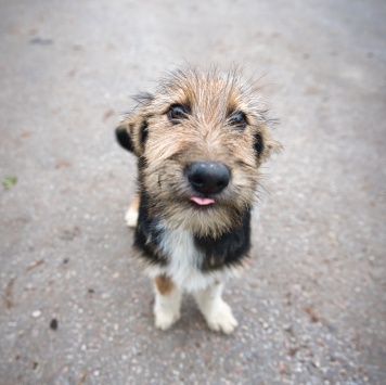 Собаки в добрые руки - Ева - 3