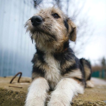 Собаки в добрые руки - Ева - 4