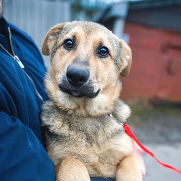 Чара - Собаки в добрые руки