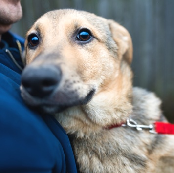 Собаки в добрые руки - Чара - 1