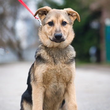 Собаки в добрые руки - Чара - 2