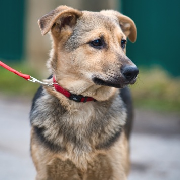 Собаки в добрые руки - Чара - 4