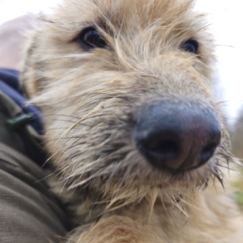Собаки в добрые руки - Адель