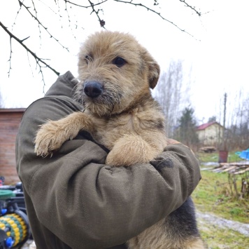 Собаки в добрые руки - Адель - 1