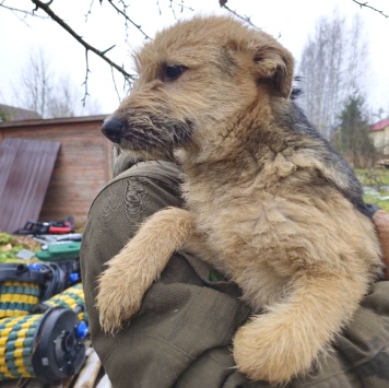 Собаки в добрые руки - Адель - 2