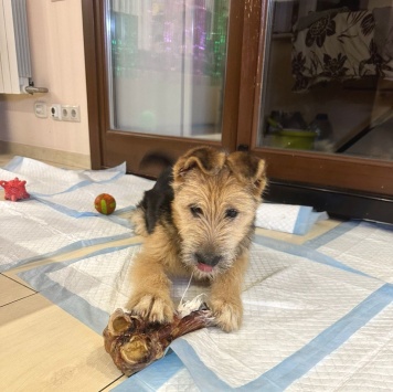 Собаки в добрые руки - Адель - 3