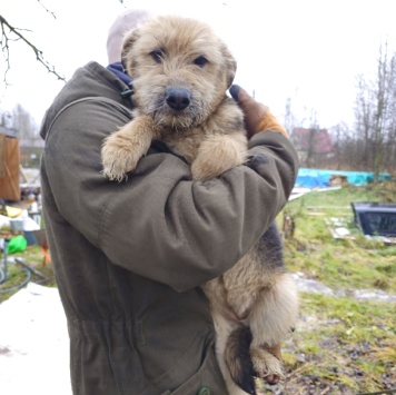 Собаки в добрые руки - Адель - 4