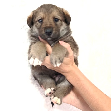 Собаки в добрые руки - Пухляш