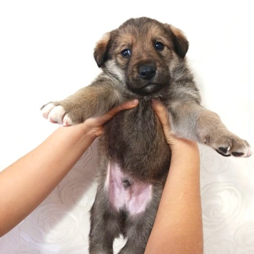 Собаки в добрые руки - Пухляш - 2