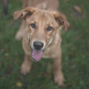 Гранат - Собаки в добрые руки