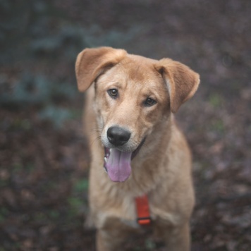 Гранат - Собаки в добрые руки