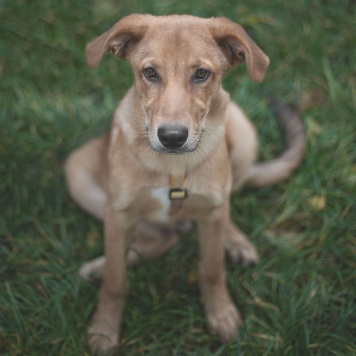Собаки в добрые руки - Гранат - 1