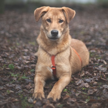 Собаки в добрые руки - Гранат - 1