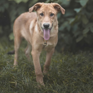 Собаки в добрые руки - Гранат - 2