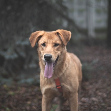 Собаки в добрые руки - Гранат - 2