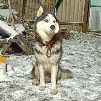 Собаки в добрые руки - Ричард (Ричи)