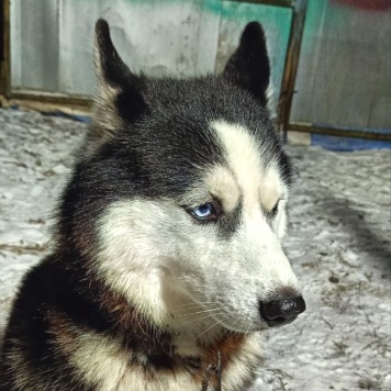 Собаки в добрые руки - Ричард (Ричи) - 1