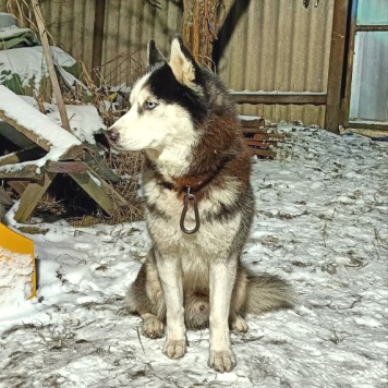 Собаки в добрые руки - Ричард (Ричи) - 2